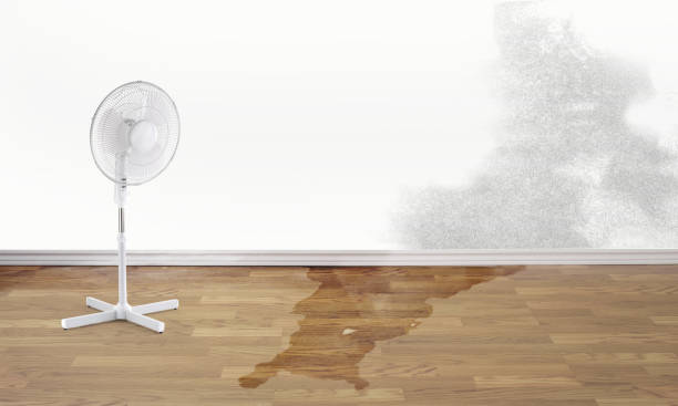 Best Local water damage restoration  in Fisher, IL
